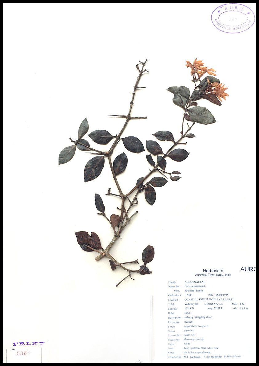 Dry herbarium images